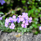 900 Purple Rockcress Seeds for Planting (Aubrieta deltoidea), Non GMO, Fast Growing, High-Yield Purple Cascading Blooms, Perennial Flower Seeds for Backyard Gardens & Landscaping