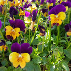 300 Swiss Giants Pansy Seed Mix for Planting, Heirloom, Non-GMO Viola Bush, Charming Cottage Garden Flower Seeds, for Pots, Borders & Gardens