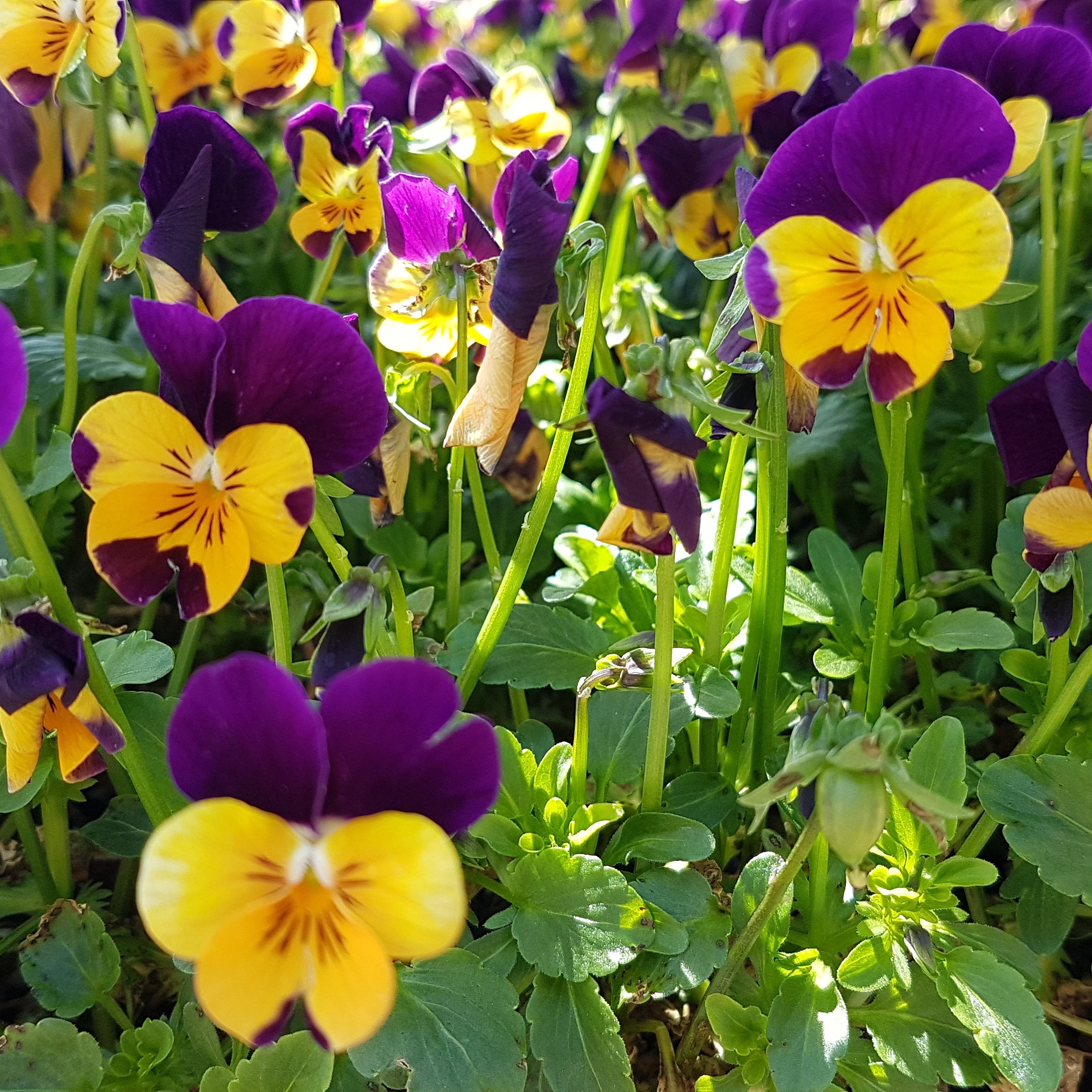 300 Swiss Giants Pansy Seed Mix for Planting, Heirloom, Non-GMO Viola Bush, Charming Cottage Garden Flower Seeds, for Pots, Borders & Gardens