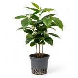 Coffea Arabica Live Plant in 6" Inch Pot | Indoor Arabica Coffee Tree for Planting | Low-Maintenance Houseplant for Home Décor, Patio & Hobby Growers