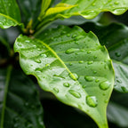 Coffea Arabica Live Plant in 6" Inch Pot | Indoor Arabica Coffee Tree for Planting | Low-Maintenance Houseplant for Home Décor, Patio & Hobby Growers