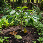 Coffea Arabica Live Plant in 6" Inch Pot | Indoor Arabica Coffee Tree for Planting | Low-Maintenance Houseplant for Home Décor, Patio & Hobby Growers