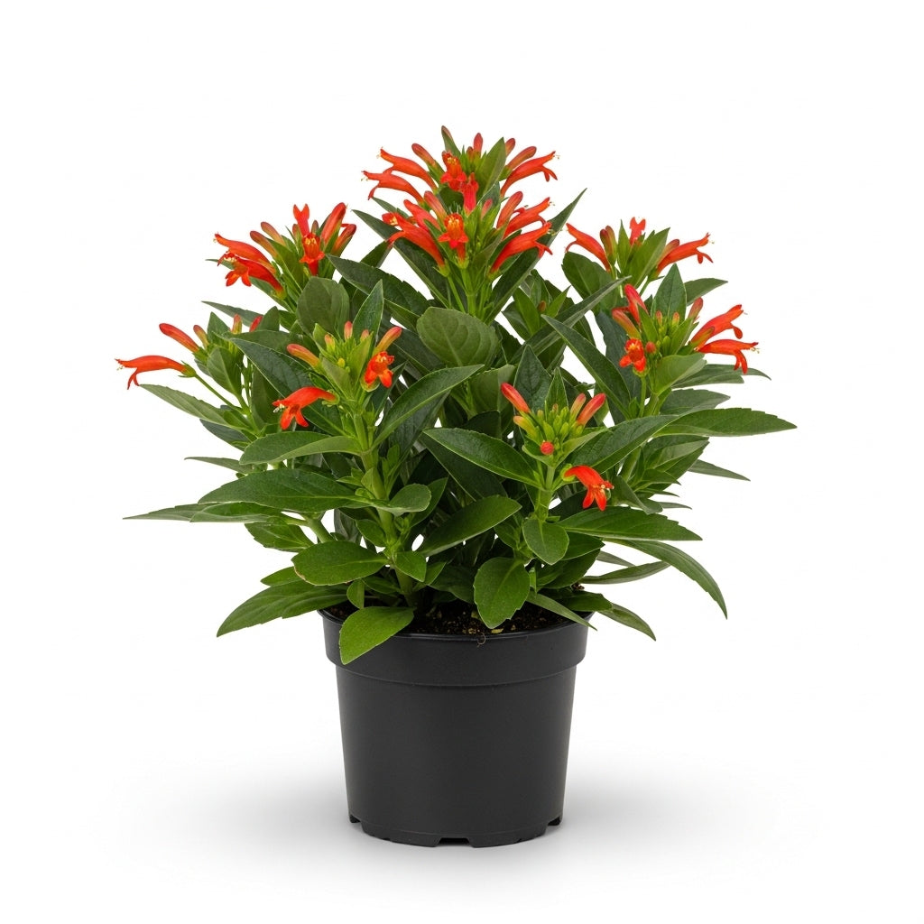 2 Packs Goldfish Plant Live Indoor Houseplant | Tropical Foliage Plant | 4-6 Inch Well Rooted Starter