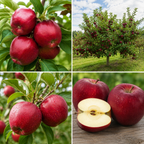 Red Delicious Apple Tree Live Plant in 3 Gallon Pot, Fast Growing Apple Trees Live Plants Ready to Fruit, Perfect for Home Backyard and Garden (No Ship to CA, HI, AK)