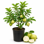 Guava Tree Live Plant - Thai White Guava, 2-3 Feet Size, 3 Gallon Pot, Well-Rooted Tropical Tree, Low Maintenance Fruit Trees for Outdoor Planting (No Ship to CA, HI, AK)
