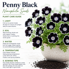 50 Pcs Penny Black Nemophila Seeds, Non GMO, Low Maintenance, Striking Deep Purple-Black Blooms for Patio Containers & Pollinator Gardens