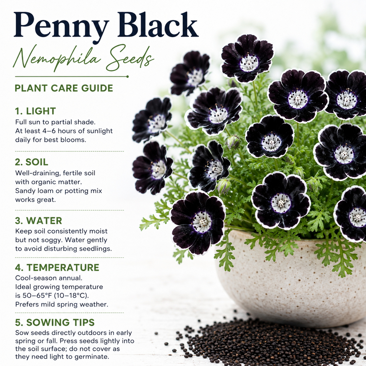 50 Pcs Penny Black Nemophila Seeds, Non GMO, Low Maintenance, Striking Deep Purple-Black Blooms for Patio Containers & Pollinator Gardens