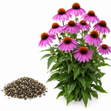 600 Purple Coneflower Seeds for Planting Outdoors, Non GMO, Heirloom, Vibrant Pink-Purple Perennial Wildflower Seeds, for Backyard Landscape & Garden Borders