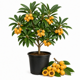 Loquat Tree, Sturdy 3 Gallon Potted Edible Fruit Tree Starter, High-Vigor Evergreen Plant for Home Landscapes, Resilient Subtropical Shade Tree for Backyard Orchards (No Ship to CA, HI, AK)