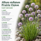 200 Allium stellatum Prairie Onion Seeds, Hardy, Drought Tolerant, Native Prairie Flower, Ornamental Onion Seeds, for Gardens & Landscaping