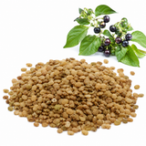 50 Pcs Garden Huckleberry Seeds, Non GMO, Low Maintenance Edible Berry Shrub, Ideal for Backyard, Gardens and Borders