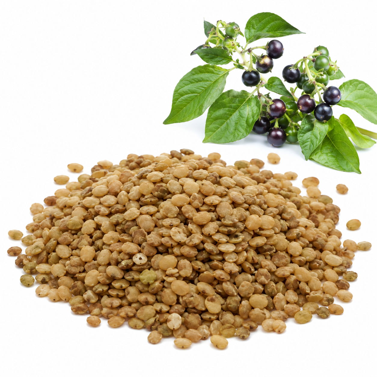 50 Pcs Garden Huckleberry Seeds, Non GMO, Low Maintenance Edible Berry Shrub, Ideal for Backyard, Gardens and Borders