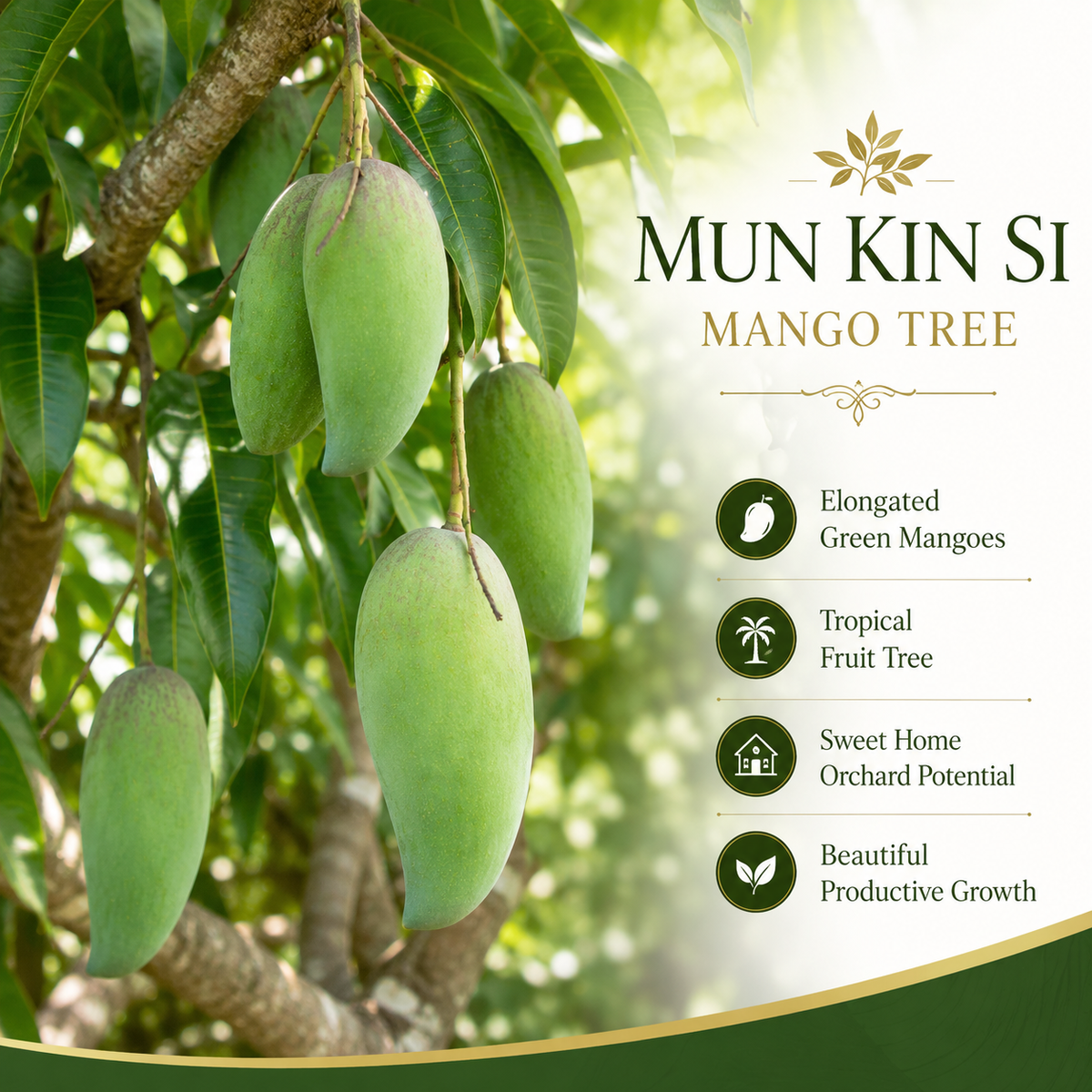 Mun Kun Si Tropical Mango Tree 2.5–3 Ft | Sweet Mango Fruit Tree for Patio, Backyard & Landscape Use (No Ship to CA, HI, AK)