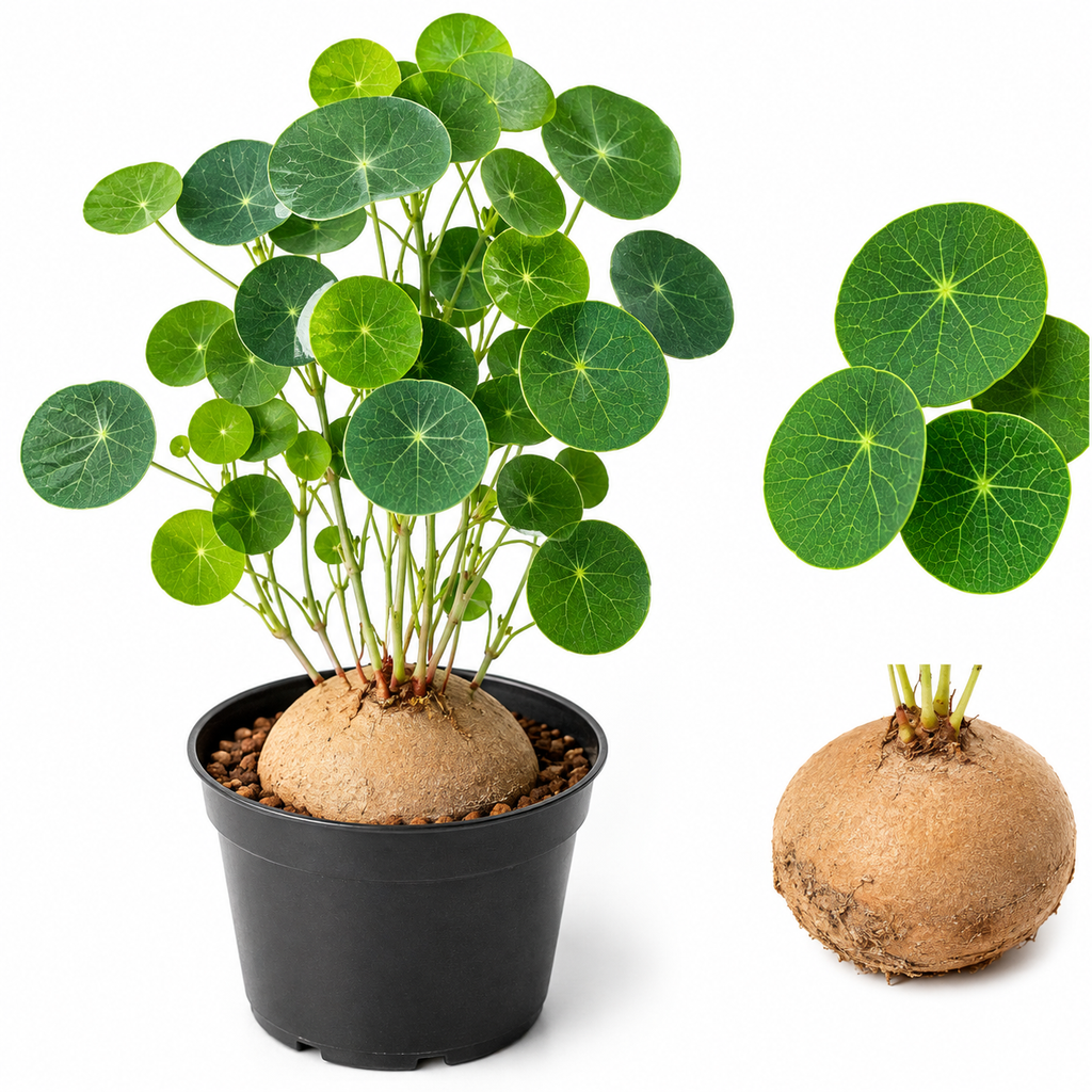 Stephania Cephalantha Plant, 2 – 2.5" Caudex Stephania Erecta Bulb, Easy-to-Grow Indoor Vine Houseplant, Ideal for Home & Office Displays
