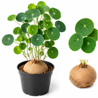 Stephania Cephalantha Plant, 2 – 2.5" Caudex Stephania Erecta Bulb, Easy-to-Grow Indoor Vine Houseplant, Ideal for Home & Office Displays
