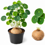 Stephania Cephalantha Plant, 2 – 2.5" Caudex Stephania Erecta Bulb, Easy-to-Grow Indoor Vine Houseplant, Ideal for Home & Office Displays