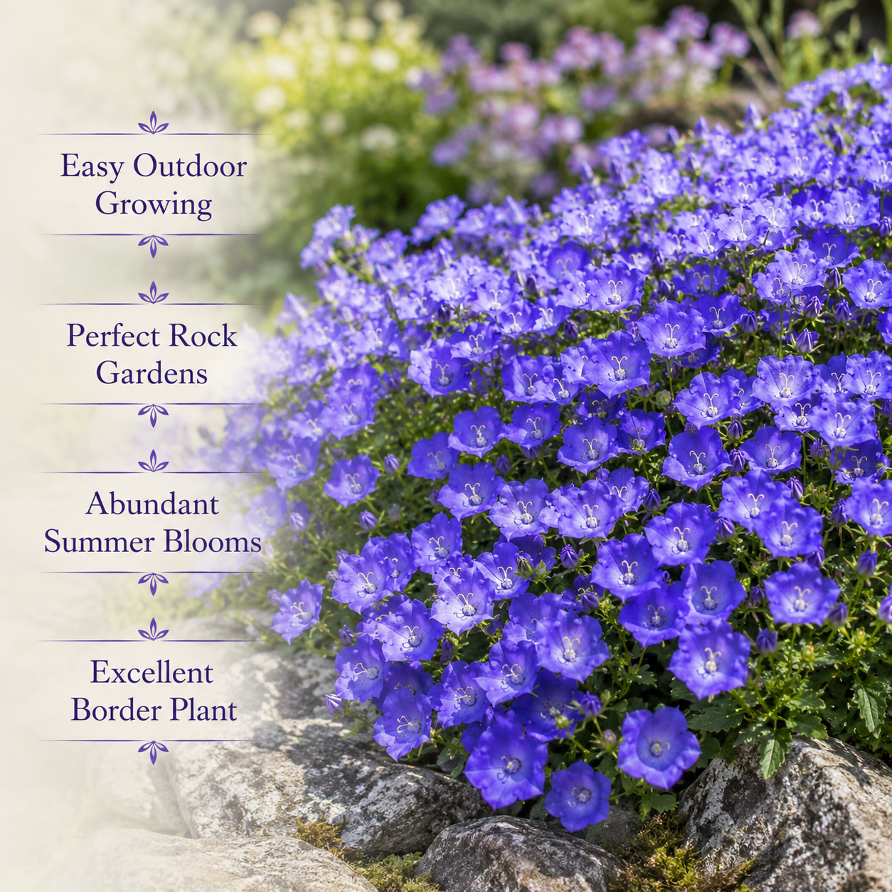1400 Tussock Bellflower Seeds, Easy to Grow, Heirloom, High-Yielding Flowering Groundcover for Edging, Walkways, and Stone Walls