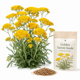 1000 Golden Yarrow Seeds for Planting, Heirloom, Easy to Grow, Vibrant Golden Perennial Wildflower Seeds, for Backyard, Patio & Garden
