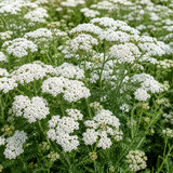 500 White Yarrow Seeds, Non GMO, Hardy, Drought Tolerant Native Flower, High-Yielding Achillea Groundcover for Rock Gardens