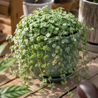 2 String of Turtles Plant Live, 4 Inch Potted Trailing Houseplant, Easy Care Indoor Plant for Home Office Decor and Hanging Displays