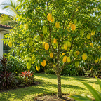 Sweet Starfruit Tree Live Plant in 3 Gallon Pot, Well-Rooted Tropical Tree, Low Maintenance Fruit Plant for Sunny Outdoor Spots (No Ship to CA,HI,AK)