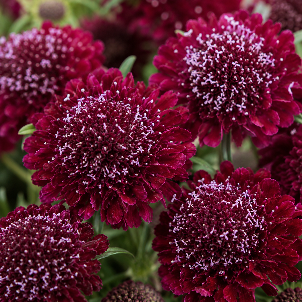 100 Scabiosa Seeds, Non-GMO, Heirloom Pincushion Flower Seeds, Tall and Sturdy Stems with Long-Lasting Elegant Blooms, Ideal for Borders & Backyard Pollinator Gardens