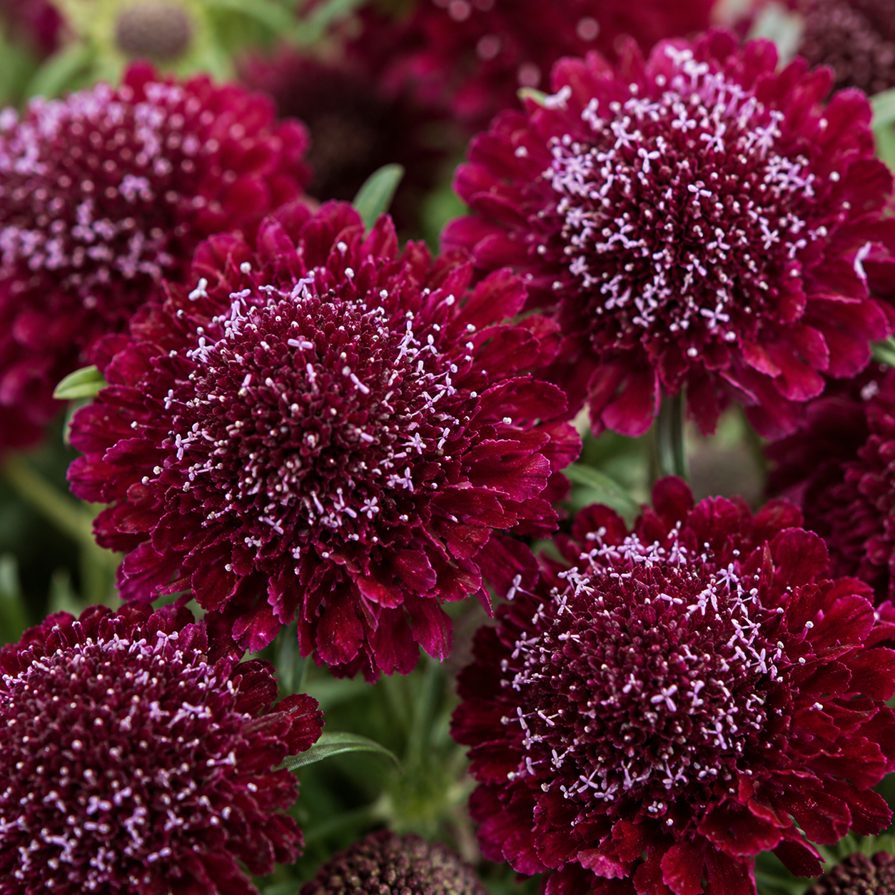 100 Scabiosa Seeds, Non-GMO, Heirloom Pincushion Flower Seeds, Tall and Sturdy Stems with Long-Lasting Elegant Blooms, Ideal for Borders & Backyard Pollinator Gardens