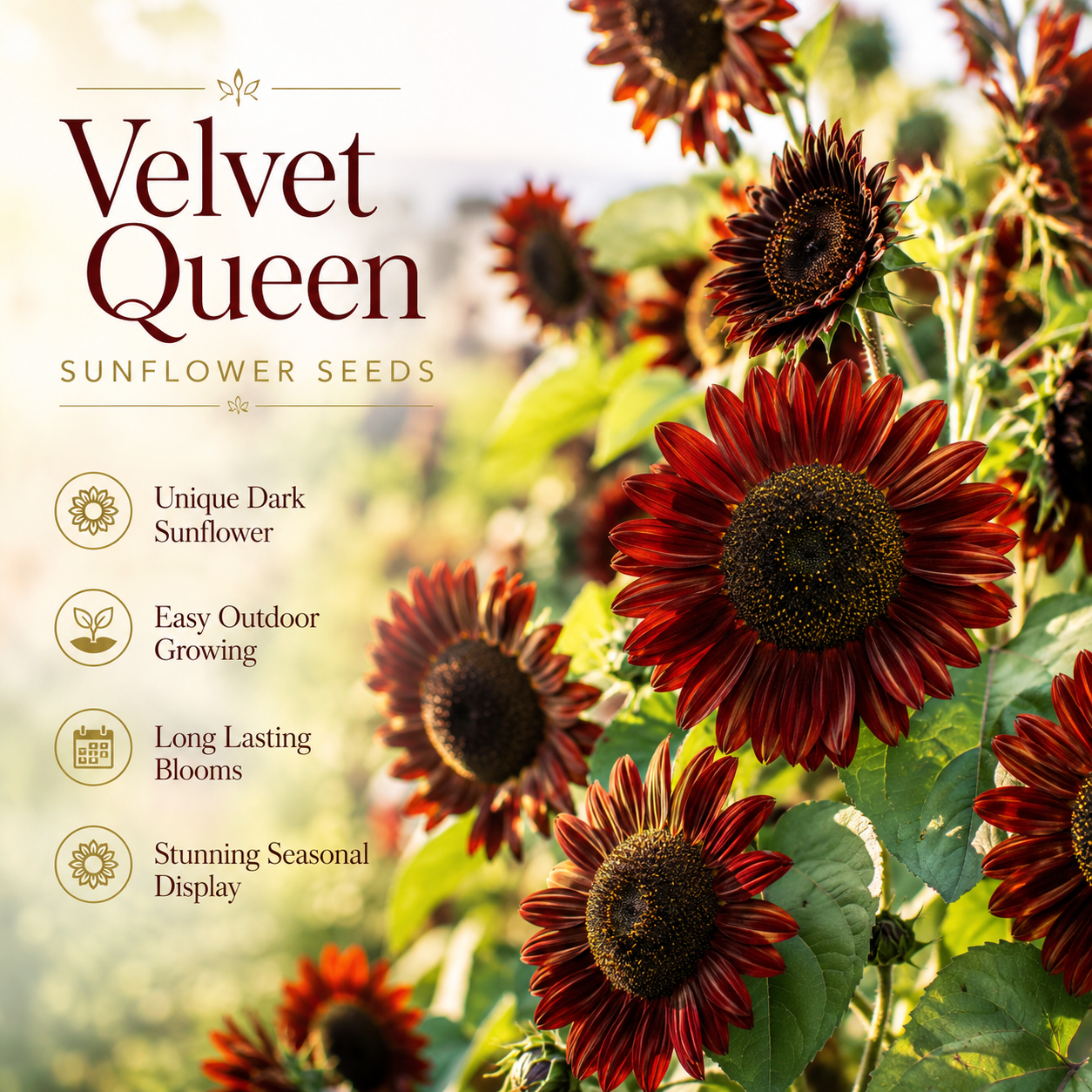 25 Velvet Queen Sunflower Seeds, Non-GMO Helianthus annuus Seeds, Easy Care, Vibrant Tall Multi-Branching Dark Red Velvet Flower for Cut Garden