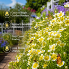 60 Pcs Poached Egg Seeds, Non-GMO, Meadowfoam Seeds, Easy Care, Yellow & White Flower Ground Cover, for Garden Borders and Pots