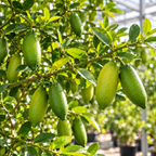 Green Finger Lime Trees Live Plants | 1 Gallon Live Potted Citrus Tree | Citrusy Juicy Fruit for Cooking, Juicing & Home Gardening (No Ship to CA,HI,AK)