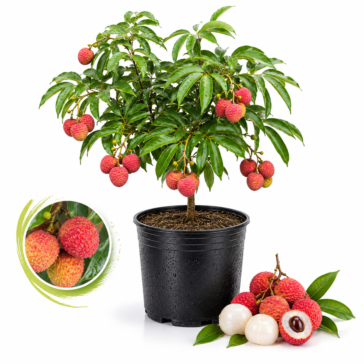Sweetheart Lychee Tree Live Plant in 3 Gallon Pot | 30-36 Inches Tall | Litchi Chinensis Tropical Fruit Tree | Established Edible Plant for Backyard (No Ship to CA,HI,AK)