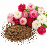 Habanera Mixed Bellis English Daisy Seeds, 10 Pcs, Non GMO, Spectacular Large Quilled Double Blooms, for Borders & Gardens