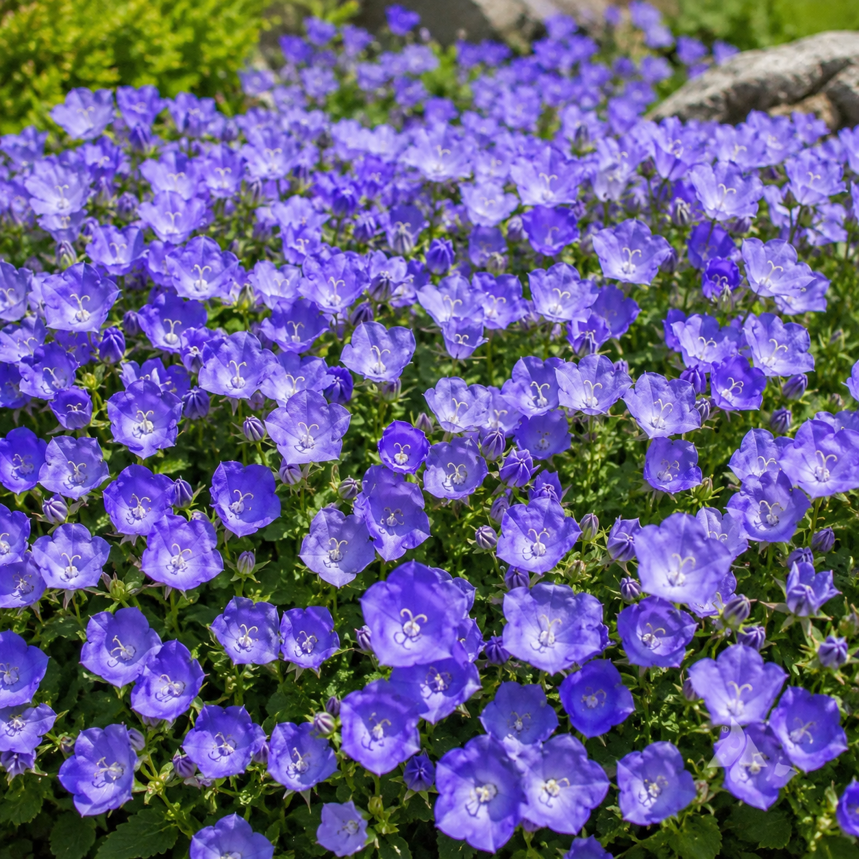 1400 Tussock Bellflower Seeds, Easy to Grow, Heirloom, High-Yielding Flowering Groundcover for Edging, Walkways, and Stone Walls