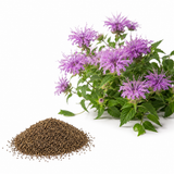 150 Wild Bergamot Seeds, Non GMO Beebalm Seeds, Hardy, Open Pollinated Perennial Flowers, for Outdoor Spaces