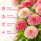 300 Strawberries and Cream Zinnia Seeds for Planting, Non GMO, Heirloom, Spectacular Long-Stemmed Double Flower Seeds, Ideal for Elegant Floral Arrangement & Gardens