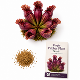 60 Purple Pitcher Seeds for Planting, Easy to Grow, Fast Growing, Unique Carnivorous Vine with Hanging Traps Pitcher Plant Seeds, for Gardens & Containers