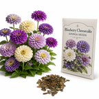 200 Blueberry Cheesecake Zinnia Seeds Mix for Planting, Heirloom, Easy to Grow, High-Yielding, Lavender Purple Cream Blooms for Stunning Summer Bouquets