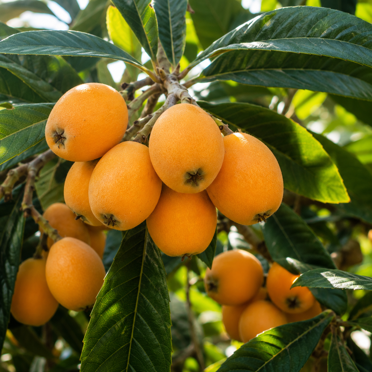Loquat Tree, 3 Gallon Pot, Live Fruit-Bearing Evergreen for Edible Landscaping, Resilient Shade Plant for Sweet Yellow Plums, Sturdy Growth for Broad Canopy & Patios (No Ship to CA, HI, AK)