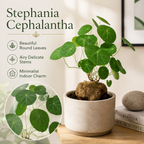 Stephania Cephalantha Plant, 2 – 2.5" Caudex Stephania Erecta Bulb, Easy-to-Grow Indoor Vine Houseplant, Ideal for Home & Office Displays
