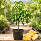 Grafted NAM Doc Mai Mango Tree Live Plant | 2.5–3 Ft Tropical Fruit Tree for Planting | Sweet, Low-Fiber Mango Variety for Home Gardens (No Ship to CA,HI,AK)
