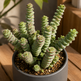 Crassula String of Buttons Live Plant | Compact Trailing Succulent in 2 Inch Pot | Plant for Home Office, Wedding Hanging Decoration & DIY Projects