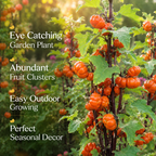 15 Pcs Pumpkin On A Stick Seeds, Heirloom Ornamental Eggplant, Eye-Catching Mini Pumpkin Bush, Perfect for Pots, Containers, and Small Yards