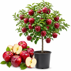 Red Delicious Apple Tree Live Plant in 3 Gallon Pot, Fast Growing Apple Trees Live Plants Ready to Fruit, Perfect for Home Backyard and Garden (No Ship to CA, HI, AK)