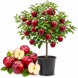Red Delicious Apple Tree Live Plant in 3 Gallon Pot, Fast Growing Apple Trees Live Plants Ready to Fruit, Perfect for Home Backyard and Garden (No Ship to CA, HI, AK)
