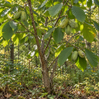 Pawpaw Tree Live Plant, 12 to 18 Inch Tall, Well-Rooted in 1 Quart Container, Cold-Hardy Edible Plant for Home Landscapes