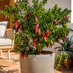 (No Ship to CA,HI,AK) Red Finger Lime Trees Live Plants | 1 Gallon Live Potted Citrus Tree | Citrusy Juicy Fruit for Cooking, Juicing & Home Gardening | No Ship to CA,HI,AK