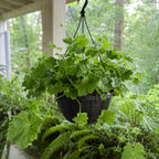 Piggyback Live Plant Tolmiea Menziesii | 4-Inch Pot | Low Maintenance Live Houseplant with Trailing Habit