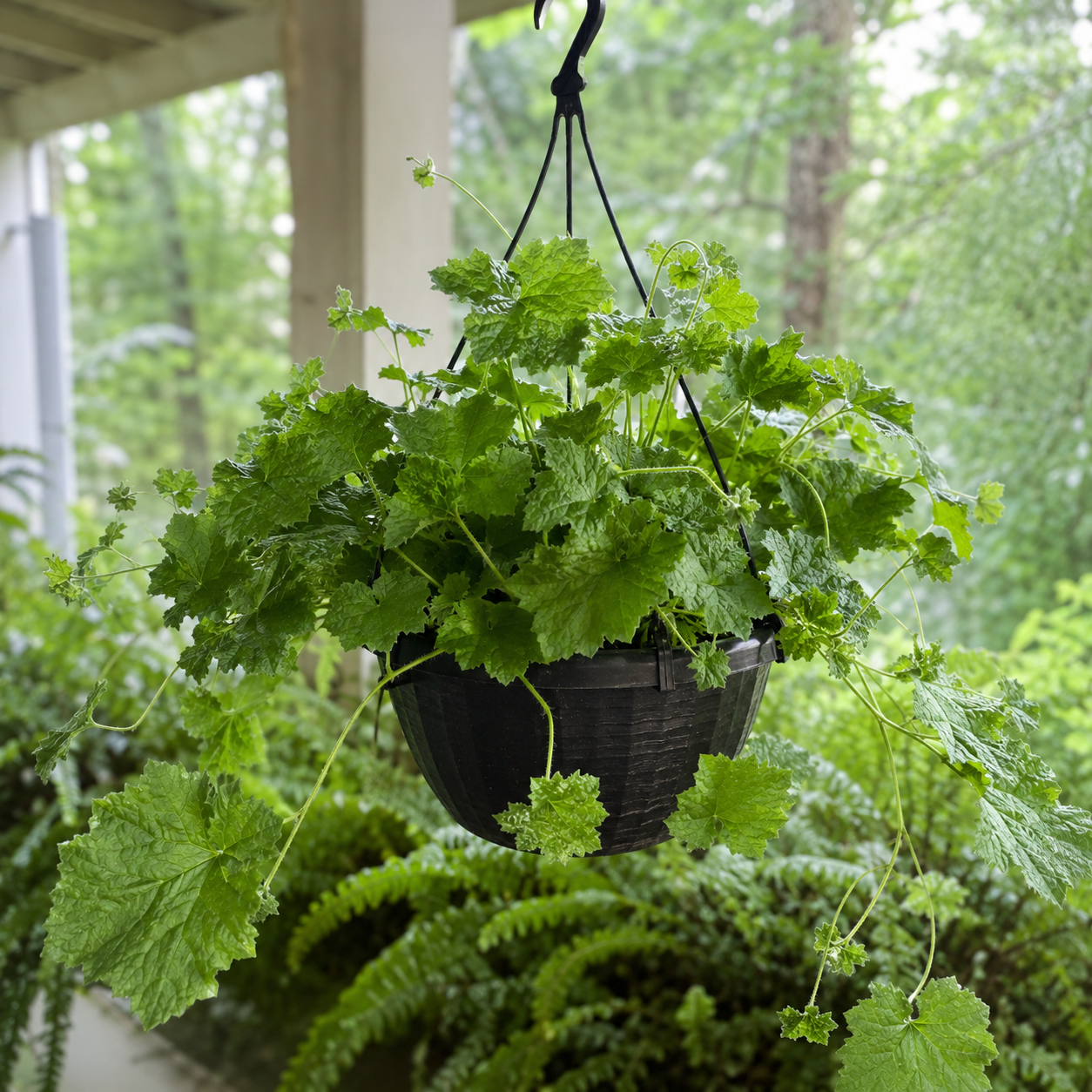 Piggyback Live Plant Tolmiea Menziesii | 4-Inch Pot | Low Maintenance Live Houseplant with Trailing Habit