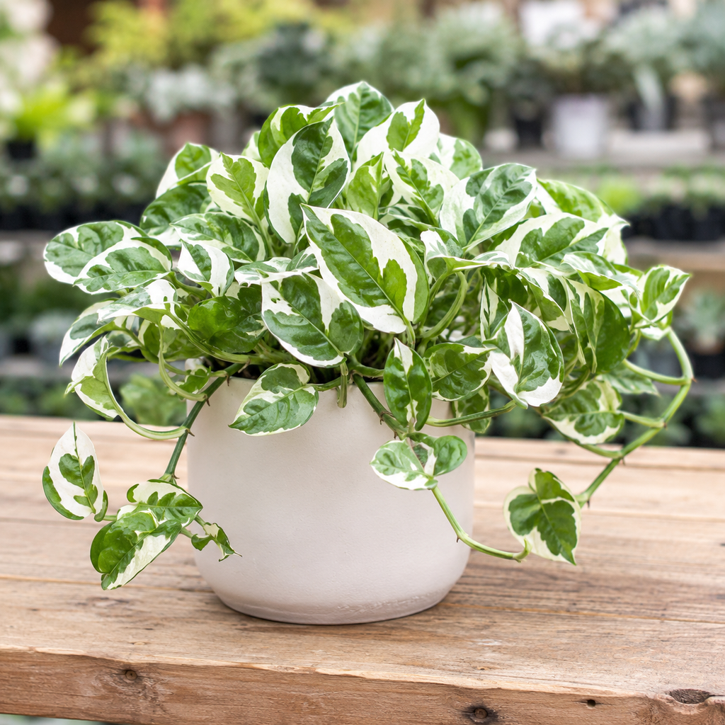 Pothos N’Joy Live Plant in 4 Inch Pot |Variegated Epipremnum Aureum Houseplant with White-Green Leaves | Easy-Care Indoor Pothos Live Plants for Home Office Décor