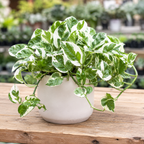 Pothos N’Joy Live Plant in 4 Inch Pot |Variegated Epipremnum Aureum Houseplant with White-Green Leaves | Easy-Care Indoor Pothos Live Plants for Home Office Décor